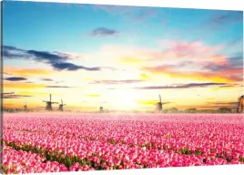 obraz-na-plotnie-tulipany-zachod-slonca-110x70