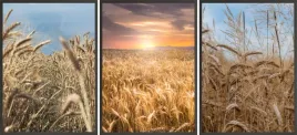 zestaw-plakatow-ramki-3x-33x43-laka-zboze-zachod