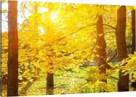 obraz-na-plotnie-jesien-natura-70x50-800-wzorow