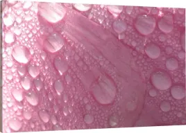 obraz-na-plotnie-rosa-platek-120x80-980-wzorow