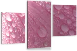 tryptyki-obraz-na-sciane-rosa-platek-980-wzorow