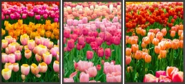 zestaw-plakatow-postery-3x-50x70-tulipany-pole