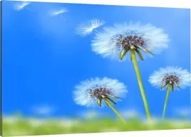 obraz-na-plotnie-dmuchawce-natura-110x70-800-wz