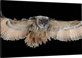 obraz-na-plotnie-sowa-lot-czern-110x70-980-wzorow