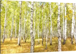 obraz-na-plotnie-las-brzozy-drzewa-120x80-980-wz