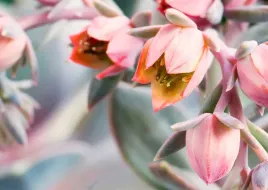 fototapeta-fizelina-kwiaty-200x133-max-wybor