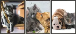 zestaw-plakatow-postery-3x-30x40-urocze-koty-psy