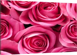 obraz-na-plotnie-rozowe-roze-110x70-800-wzorow