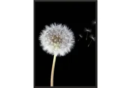 obraz-plakat-40x30-dmuchawiec-dmuchawce-poster