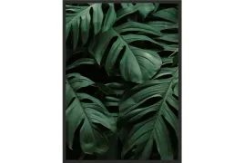 obraz-plakat-70x50-liscie-monstera-na-ciemnym-tle