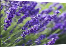 obraz-na-plotnie-do-kuchni-lawenda-110x70-800-wz