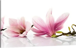 obraz-na-plotnie-kwiat-magnolii-110x70-max-wybor