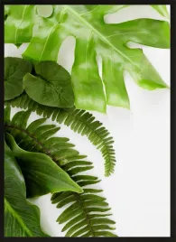 obraz-plakat-scienny-do-salonu-70x50-liscie-monstera-zielen-rosliny