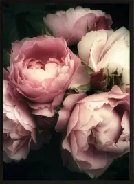 obraz-plakat-na-sciane-dekoracyjny-40x30-kwiaty-piwonie-peonie