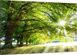 obraz-na-plotnie-slonce-drzewa-liscie-110x70-980wz