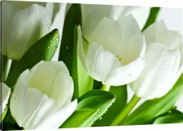 obraz-na-plotnie-biale-tulipany-bukiet-90x60