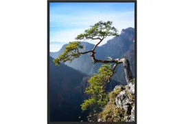 obraz-plakat-70x50-sokolica-drzewo-bieszczady