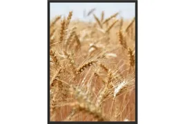 obraz-plakat-70x50-sucha-trawa-boho-zboze-zlote
