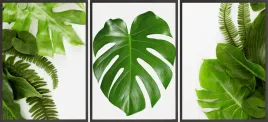 zestaw-plakatow-postery-3x-50x70-monstera-lisc