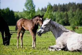 fototapeta-na-wymiar-fizelina-kon-konie-galop-zwierzeta-na-wymiar