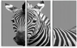 tryptyk-obraz-na-sciane-zebra-800-wzorow