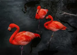 fototapety-na-wymiar-flamingi-fizelina-max-wybor