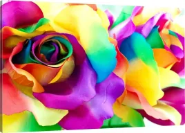 obraz-na-plotnie-kolorowe-roze-110x70-800-wzorow