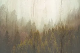 fototapeta-3d-mgla-las-drewno-do-salonu-sypialni