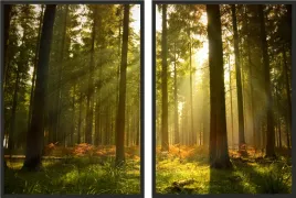 obraz-plakaty-50x70-dyptyk-las-natura-promienie