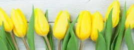 fototapeta-do-kuchni-tulipany-zolte-kwiaty-180x60