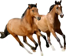 naklejki-na-sciane-scienne-konie-130cm