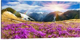 obraz-panorama-tatry-krokusy-wiosna-120x40