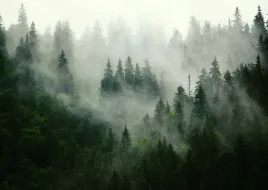 fototapety-na-wymiar-las-natura-mgla-max-wybor