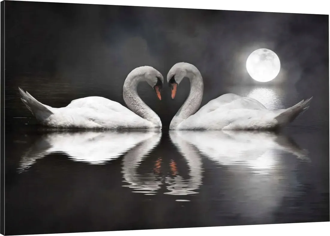 obraz-na-plotnie-do-salonu-labedzie-serce-swans