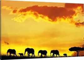obraz-na-plotnie-slonie-safari-110x70-800-wzorow