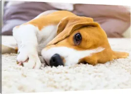 obraz-na-plotnie-beagle-pies-pupil-110x70-980-wz