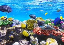 fototapety-3d-fizelina-akwarium-ryby-200x133-wybor