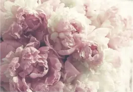 fototapeta-do-sypialni-na-wymiar-peonie-kwiaty-piwonie-3d-wybor-wzorow