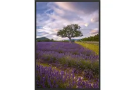 obraz-plakat-40x30-laka-wrzosy-fiolet-natura