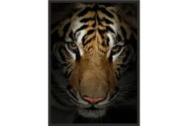 obraz-plakat-70x50-tygrys-oczy-tygrysa-glowa