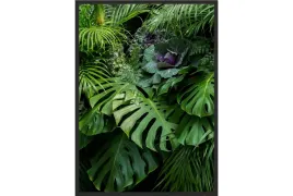 obraz-plakat-70x50-lisc-monstera-natura-monstery