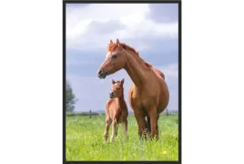 obraz-plakat-40x30-kon-klacz-zrebie-kucyk-poster