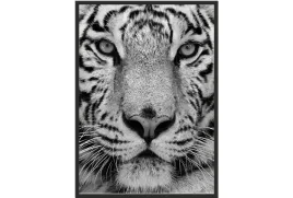 obraz-plakat-40x30-lew-tygrys-glowa-czarno-bialy