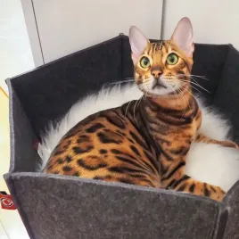 canadian-cat-or-ava-or-legowisko-or-kosz-dla-kota-z-filcu-l-or-antracyt