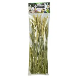 klosy-pszenicy-w-bukiecieorbukiet-pszenicyorprzysmak-dla-wszystkich-papug-50g