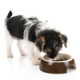 miska-ceramiczna-dla-psa-canadian-cat-13-cm