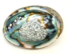 dekoracyjna-muszla-abalone-xl-16-18-cm