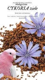 przysmak-dla-papug-cykoria-ziele-premium-parrot