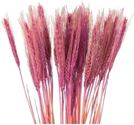 ciemnorozowe-pszenzyto-zboze-fuksja-palma-40-klosow-wielkanoc-40-cm-rozowe