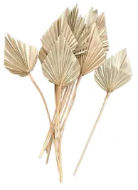 wachlarz-palm-spear-strzalka-wachlarze-7-12-cm-susz-egzotyczny-10-sztuk